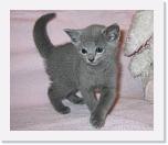 Gem_5,5 viikkoa_5 * 640 x 544 * (252KB)